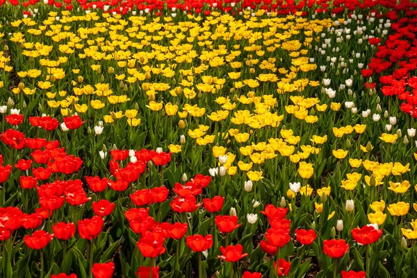 Hermosas Flores Primavera Tulipanes Rojos Amarillos —  Fotos de Stock