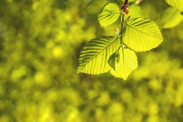 Bulanık bir zeminde, güneşin ışığında yeşil yapraklar.