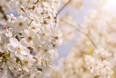Elma ağacının gün ışığında açtığı çiçekler..