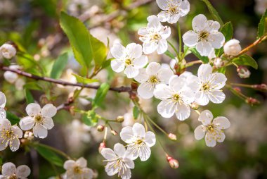 Elma ağacının gün ışığında açtığı çiçekler..