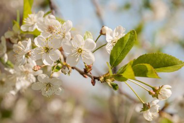 Elma ağacının gün ışığında açtığı çiçekler..