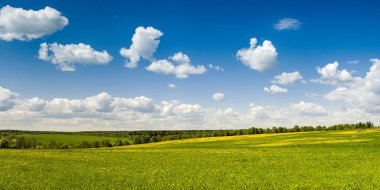 Yaz, kırsal alan. Sarı karahindiba tarlası ve arka planda beyaz bulut yığınlarıyla dolu mavi bir gökyüzü. Panorama.