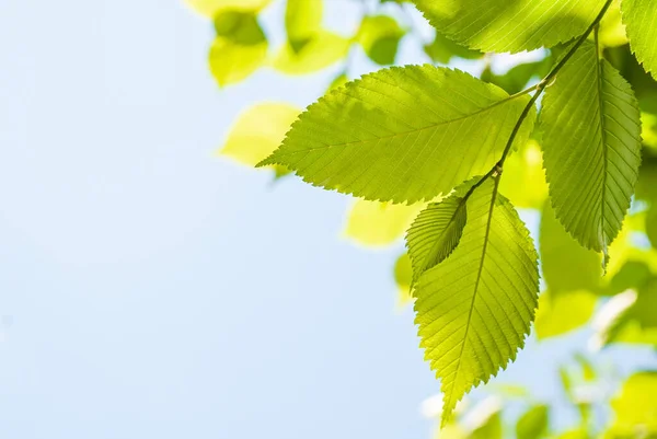 Zelené Mladé Listy Světle Slunce Modrém Pozadí — Stock fotografie