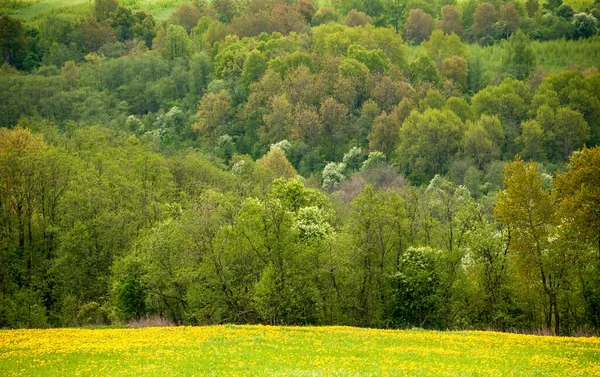 Floresta Decídua Primavera Como Uma Imagem Fundo Textura Fundo Coroas — Fotografia de Stock