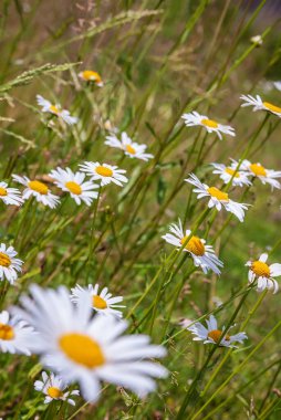 Doğada güneşli bir günde papatya tarlası. Papatya çiçekleri, tarla çiçekleri, papatya çiçekleri, bahar günü.