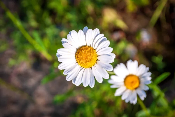 Güneşli bir günde, taşlardan oluşan bir arka planda papatya çayı. Papatya çiçekleri, kır çiçekleri, papatya çiçekleri, bahar günü.