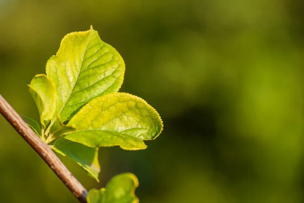 Zelené Mladé Listy Rostou Větvi Rozmazaném Přírodním Zeleném Pozadí — Stock fotografie