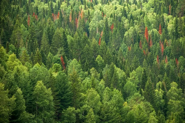 Paisagens Sibéria Pinhal Como Uma Imagem Fundo — Fotografia de Stock