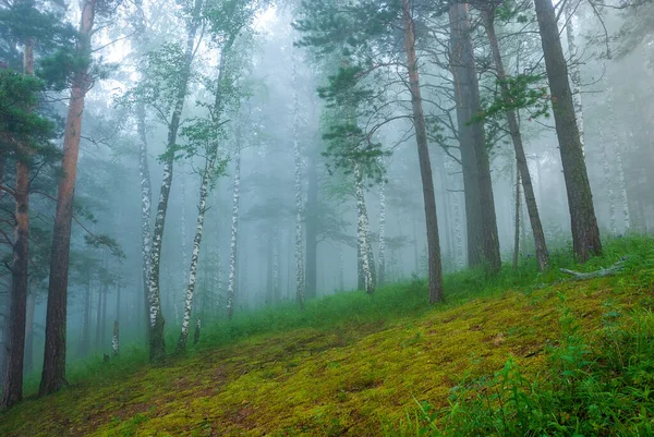 Sibirya 'nın manzaraları. Sabahın erken saatlerinde Kiya Nehri 'nde. Dağlarda bir çam ormanında sis (taiga). Kemerovo bölgesi. 