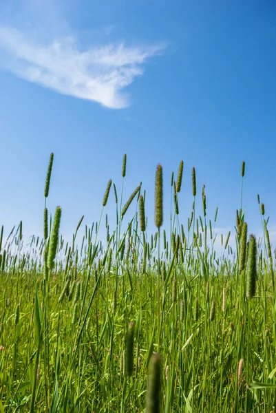 Ζουμερό Πράσινο Γρασίδι Στο Φόντο Ενός Γαλάζιου Ουρανού Σύννεφα — Φωτογραφία Αρχείου