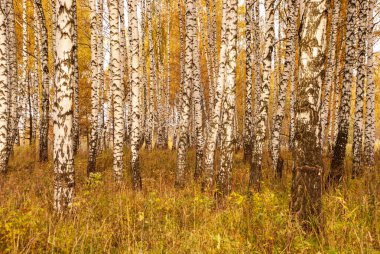 Sonbahar siyah beyaz huş ağacı orman manzarası