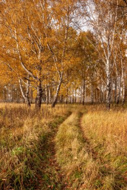 Sonbahar siyah beyaz huş ağacı orman manzarası