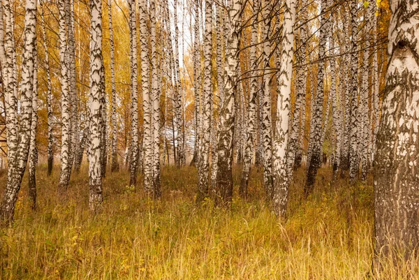 Outono Árvore Bétula Branca Preta Forrest Paisagem — Fotografia de Stock
