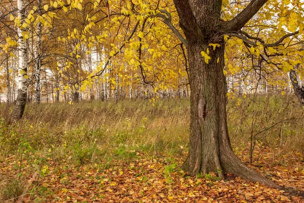 Outono Árvore Bétula Branca Preta Forrest Paisagem — Fotografia de Stock