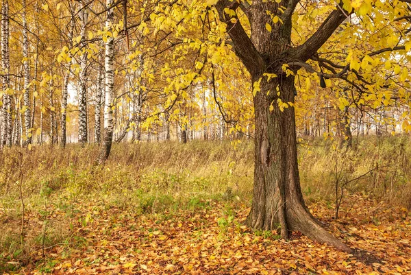 Outono Árvore Bétula Branca Preta Forrest Paisagem — Fotografia de Stock