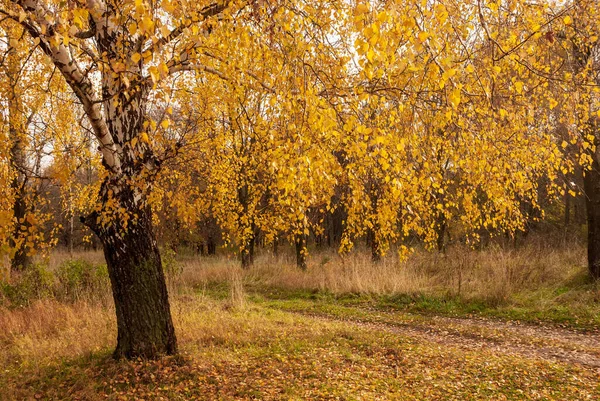 Outono Árvore Bétula Branca Preta Forrest Paisagem — Fotografia de Stock