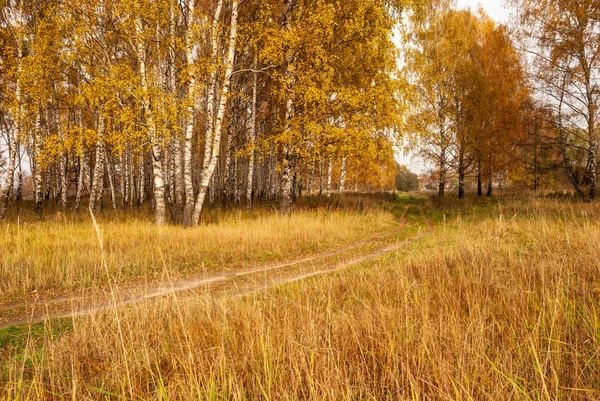 Herbst Schwarz Weiß Birke Waldlandschaft — Stockfoto