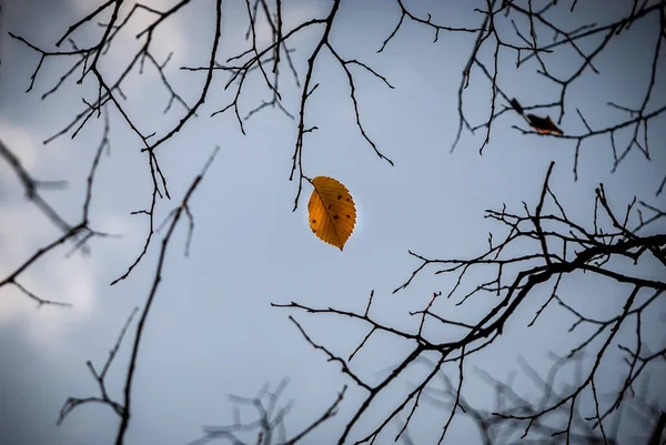 Ensam Gul Asp Blad Mot Bakgrund Hösten Himlen — Stockfoto