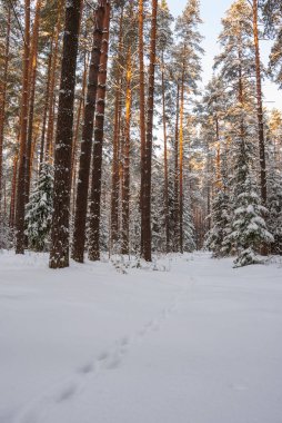 Çam ormanlarının kış manzarası. Beyaz karda ladin ve çam ağaçları. Akşam güneşi çam ağaçlarının gövdelerinden doğuyor..