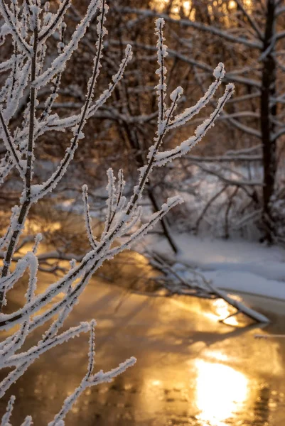 Paysage Hivernal Coucher Soleil Lit Rivière Les Épinettes Les Bouleaux — Photo