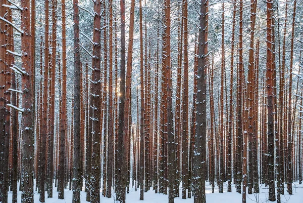 Paysage Hivernal Pinède Coucher Soleil Soir Brise Les Troncs Pins — Photo