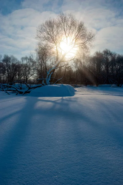 Paysage Hivernal Les Rayons Soleil Traversent Cime Arbre Ombres Tombent — Photo