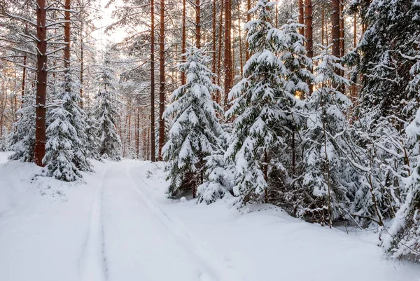 Paysage Hivernal Pinède Épinettes Pins Dans Neige Blanche Coucher Soleil — Photo