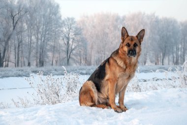 Köpek cinsi Alman çoban köpeği kışın parkta yürüyüş yapıyor.
