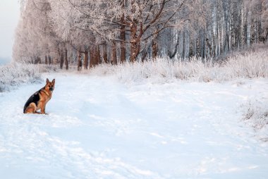 Köpek cinsi Alman çoban köpeği kışın parkta yürüyüş yapıyor.