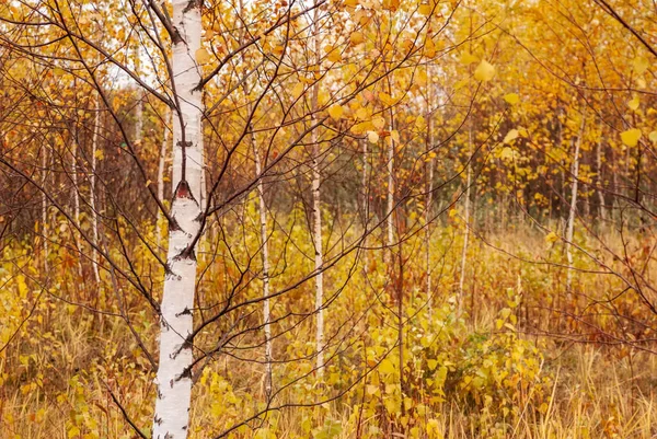 Осінній Пейзаж Лісу Березою Передньому Плані — стокове фото