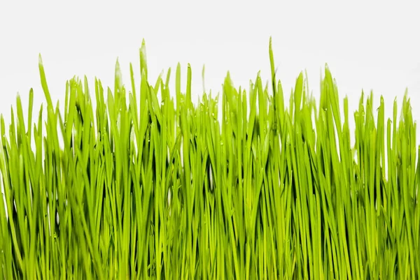 Μεμονωμένο Πράσινο Γρασίδι Λευκό Φόντο — Φωτογραφία Αρχείου