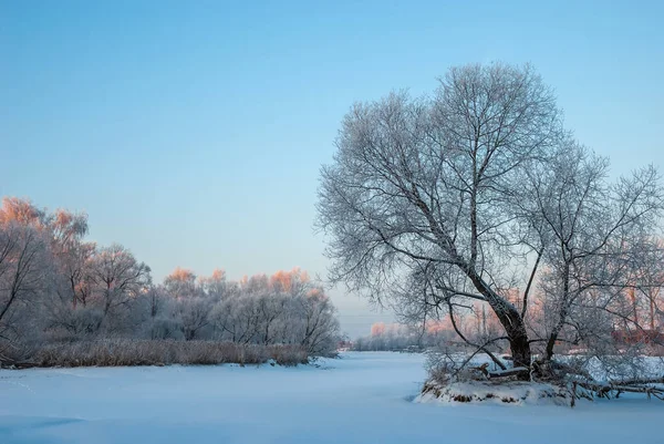 Paysage Hivernal Arbre Solitaire Par Une Journée Glacée Milieu Ciel — Photo