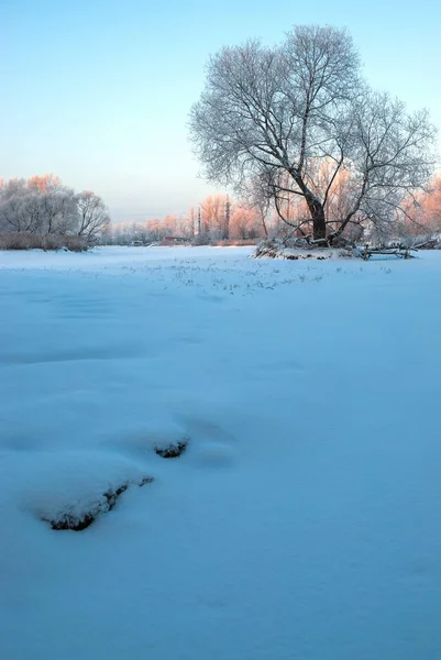 Paysage Hivernal Arbre Solitaire Par Une Journée Glacée Milieu Ciel — Photo