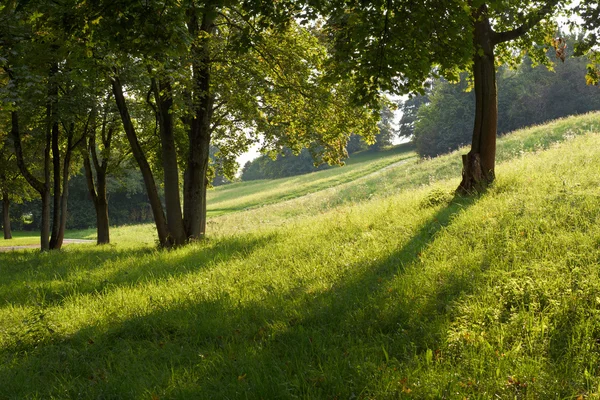 Campo de hierba con sol bajo — Foto de Stock