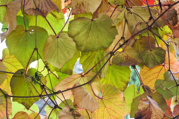 Zusammensetzung der Herbstblätter — Stockfoto