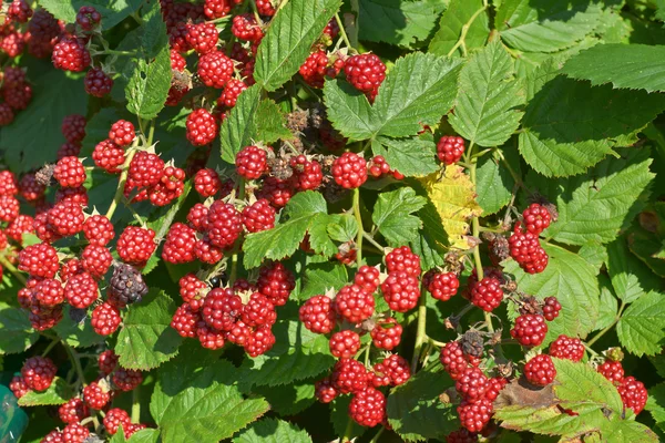 Moras inmaduras Imagen de archivo