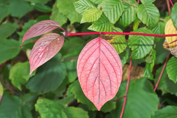 Tres hojas de otoño —  Fotos de Stock