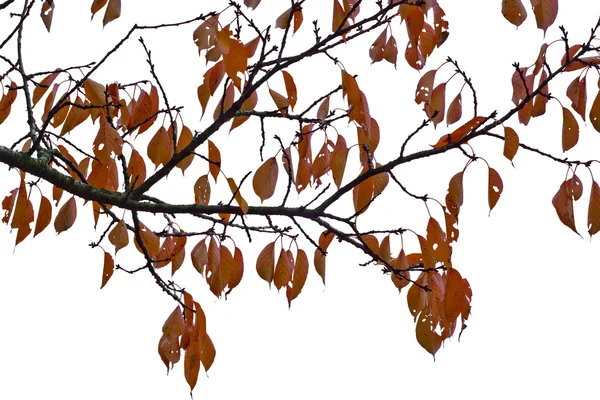 Recorte de hojas de otoño —  Fotos de Stock