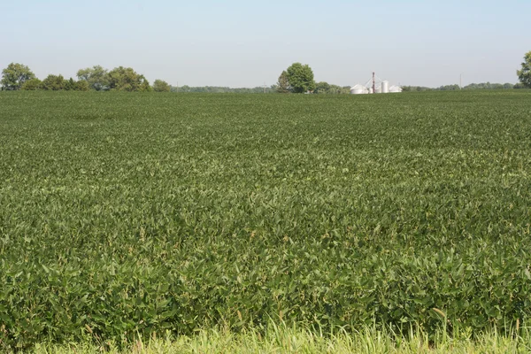メリーランド州の大豆耕作 — ストック写真