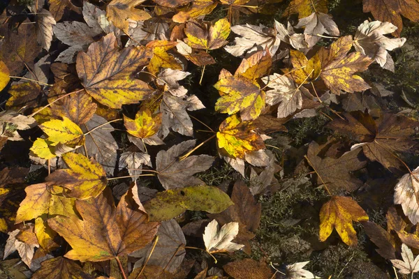 Vacaciones de otoño Fantasía —  Fotos de Stock