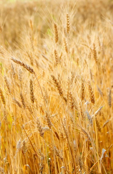 Zlatá zralé žito na hřišti — Stock fotografie