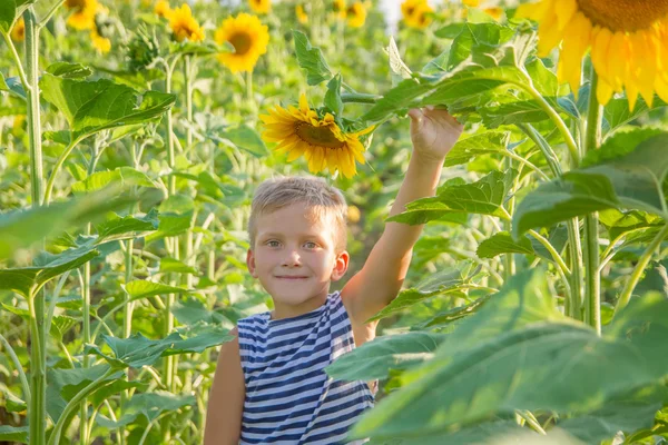 Pojke bland solros fält — Stockfoto