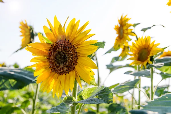 Solros fält med hög sol — Stockfoto