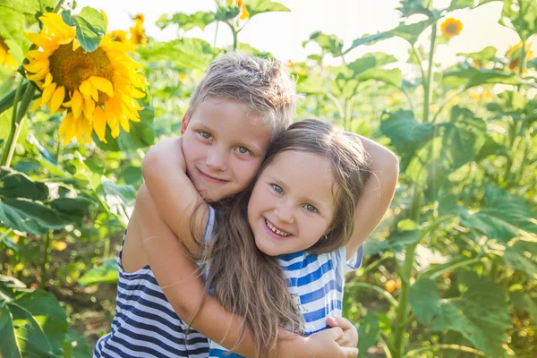 Junge und Mädchen umarmen sich inmitten eines Sonnenblumenfeldes — Stockfoto