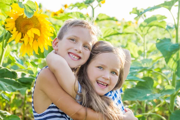 Pojke och flicka kramar bland solros fält — Stockfoto