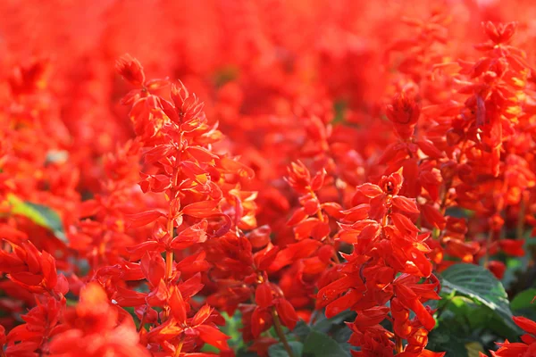 Flores rojas — Foto de Stock