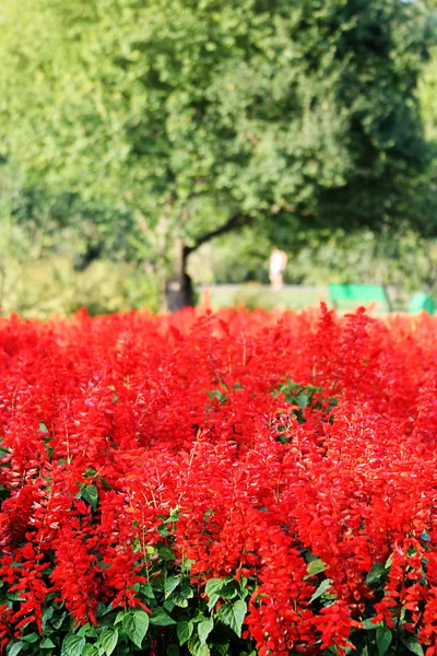 Rode bloemen — Stockfoto