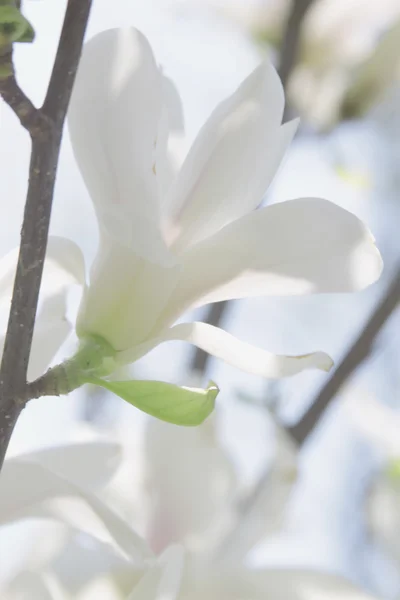 木兰花白色花 — 图库照片