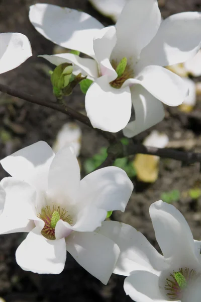 マグノリアの白い花 — ストック写真