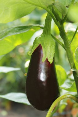 Olgun patlıcan dalı